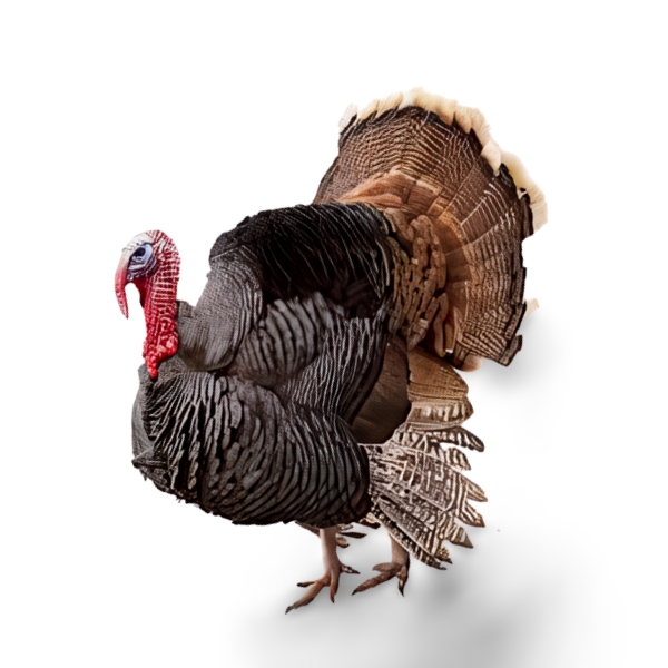 MartKing Live Turkey — Online Grocery Store Lagos | Fresh Foods | Beauty | Home Accessories
